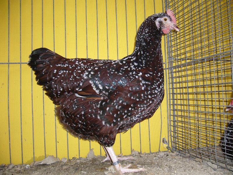 Hannover 2008 280.jpg - Sussex braun-porzelanfarbig von Franz Hallermann Preis Hv 96 E